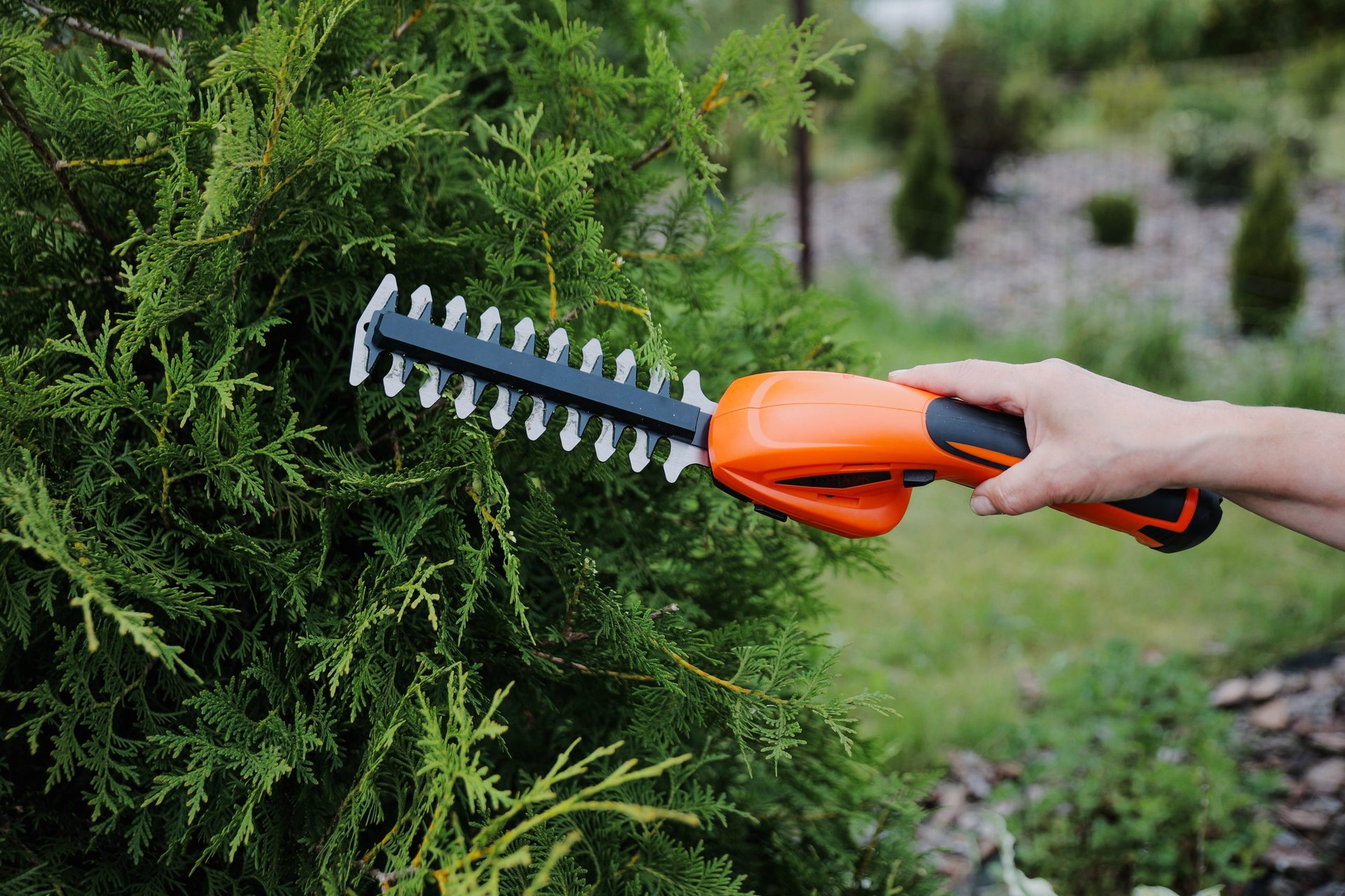 Gardener pruning a green bush with an electric hedge trimmer