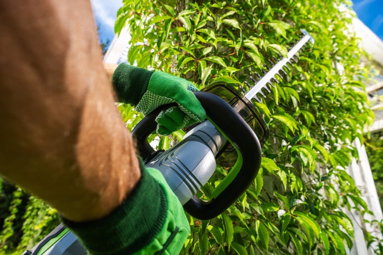 Person trimming a thick green hedge