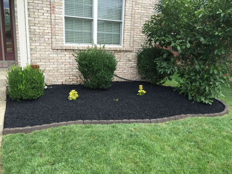 Front yard landscaping with black mulch, green shrubs, yellow flowers, brick house, and manicured lawn