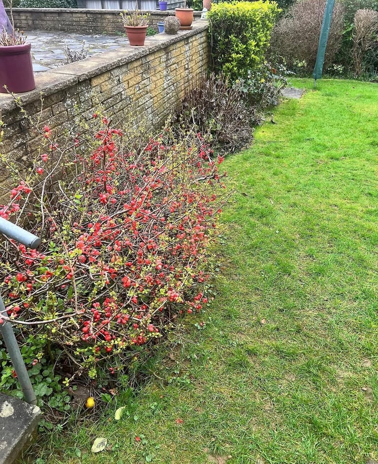 Red flowering shrub growing along a brick wall in a residential garden with green lawn