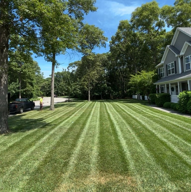 Well-maintained residential lawn with diagonal striped mowing pattern, bordered by large trees and a two-story gray house on a sunny day.