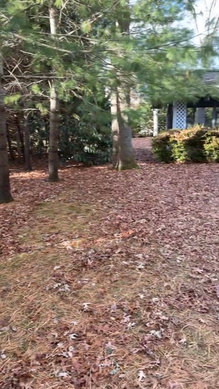 Wooded backyard with pine trees, mulch ground cover, and a lattice pergola structure visible in the background