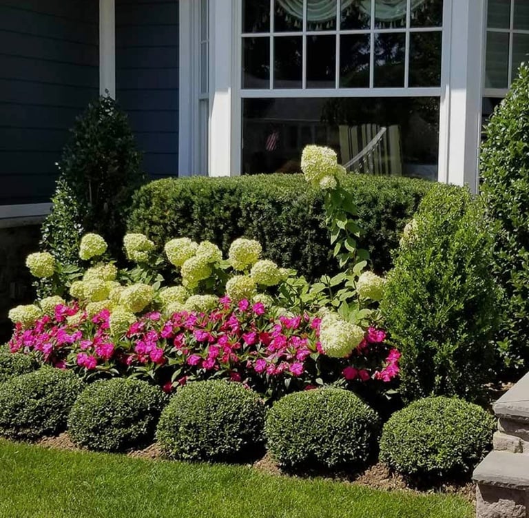 Manicured front garden with green boxwood shrubs, yellow and pink hydrangeas, and topiary plants against a house with white-trimmed windows