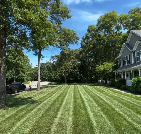 Well-manicured lawn with striped mowing pattern in front of a gray house surrounded by tall trees on a sunny day