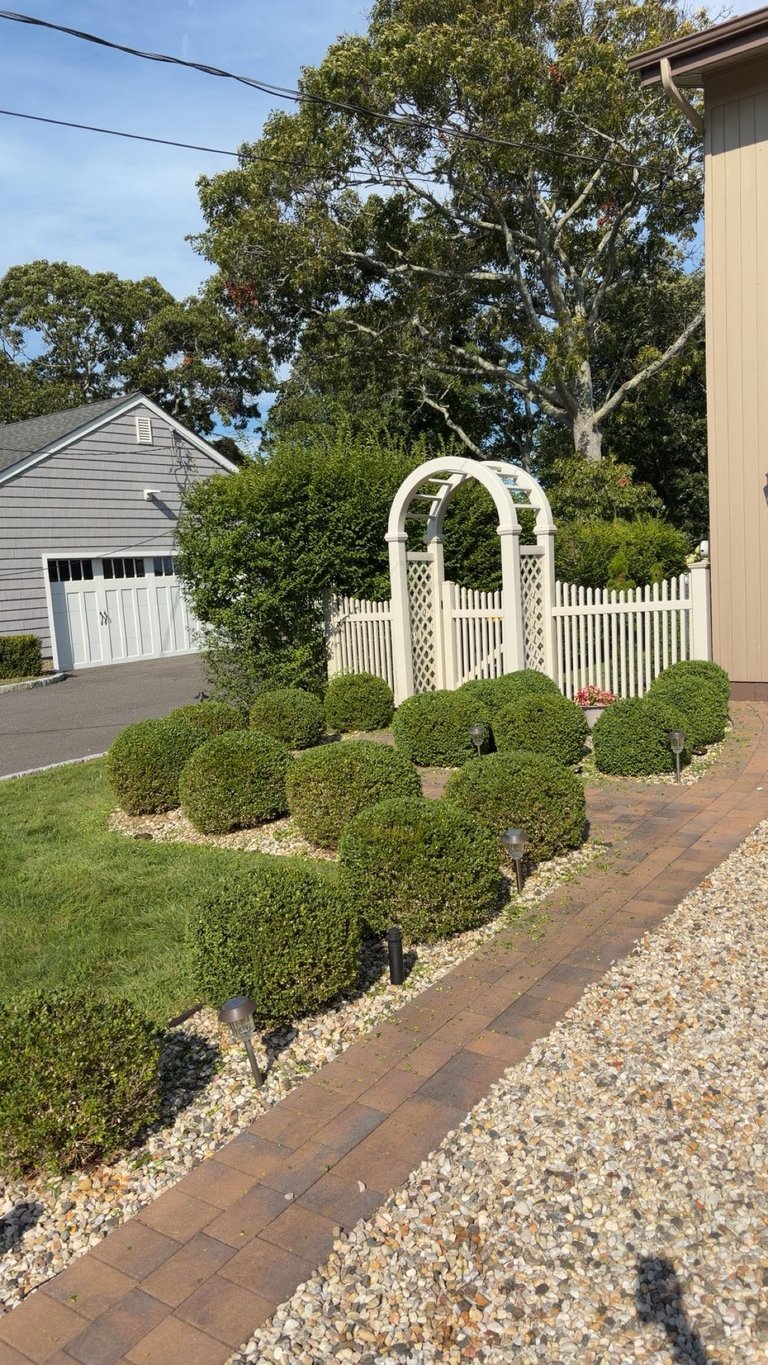 White lattice garden arbor surrounded by green boxwood shrubs on brick pathway in residential yard