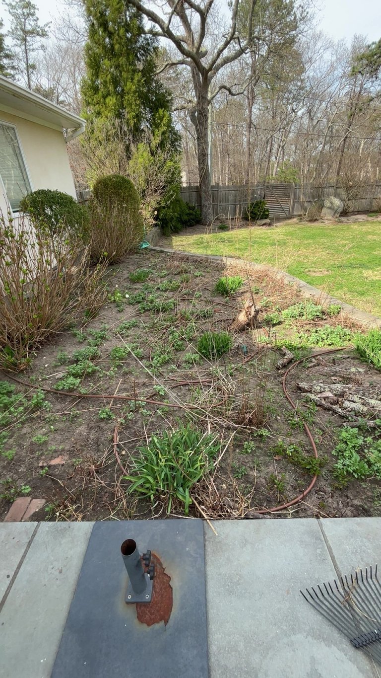 Residential backyard with overgrown garden bed, bare tree, metal fence, and rake on patio in spring