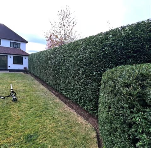 Residential backyard with tall green hedge fence dividing property, brick house visible on left, manicured lawn in foreground