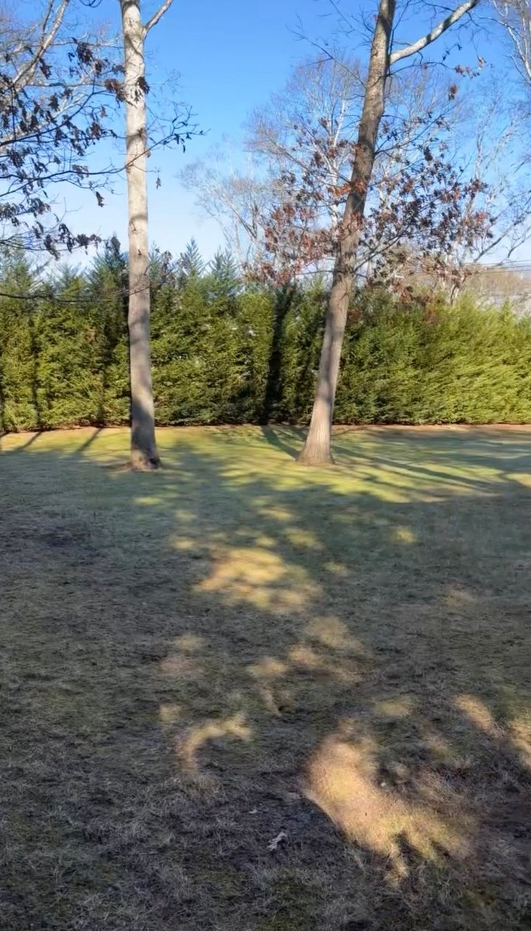 Two tall bare trees casting long shadows on a grassy yard with evergreen hedges and trees in the background under blue sky