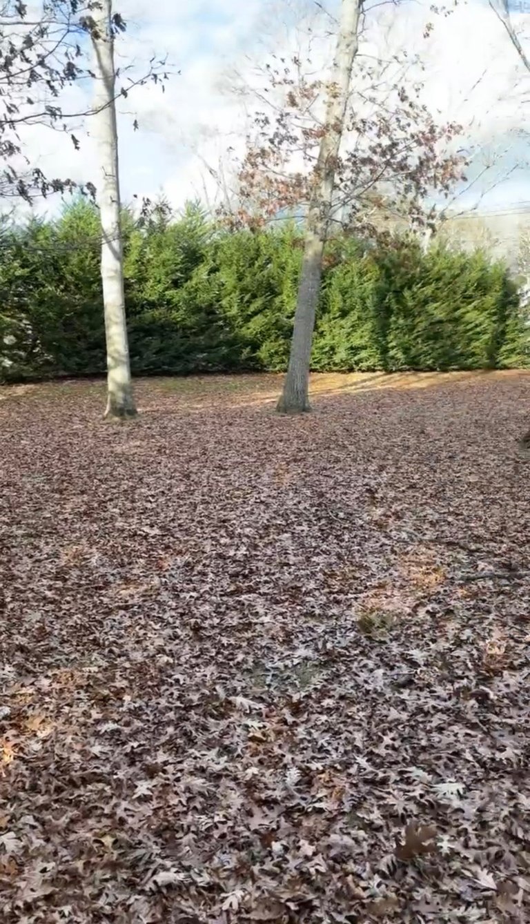 Forest clearing with leaf-covered ground, bare trees with budding foliage, and evergreen hedge in background