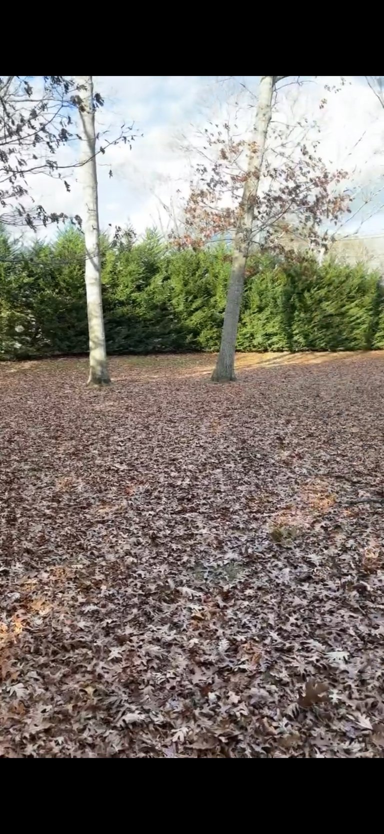 Outdoor park area with two bare trees standing on mulch-covered ground, green hedges in background, and overcast sky
