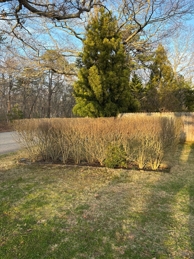 Evergreen trees and dormant shrubs in winter landscape with bare deciduous trees and lawn in background