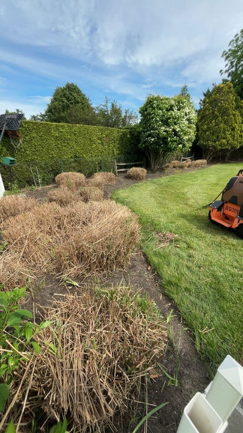 Backyard garden with dried ornamental grasses, green lawn, hedges, and orange lawn mower under blue sky
