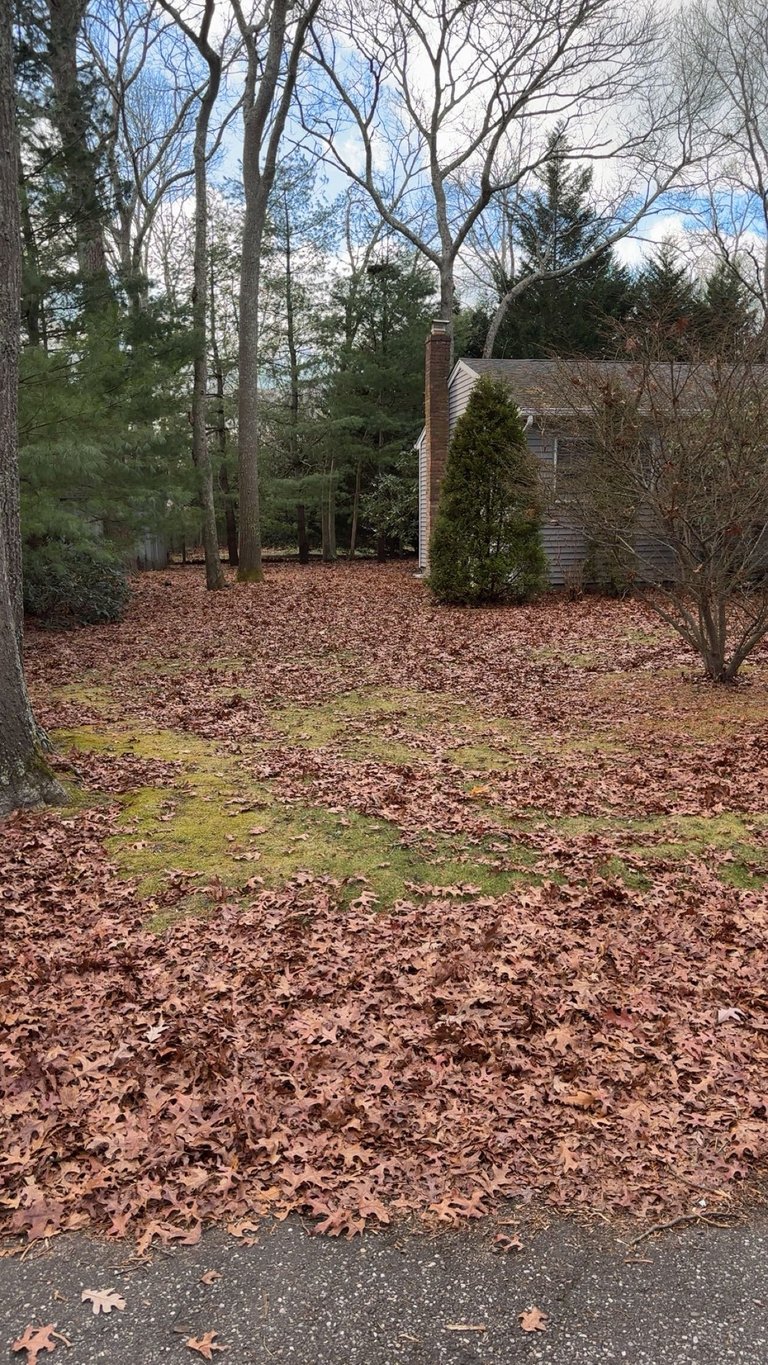 Brick cottage nestled among bare deciduous trees and evergreens in a wooded yard covered with brown leaves
