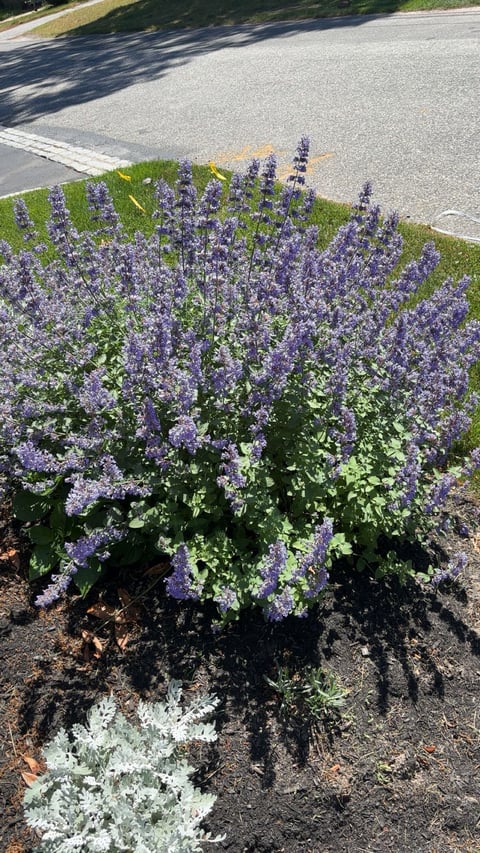 Purple lavender flowers blooming in a garden bed next to a sidewalk and driveway