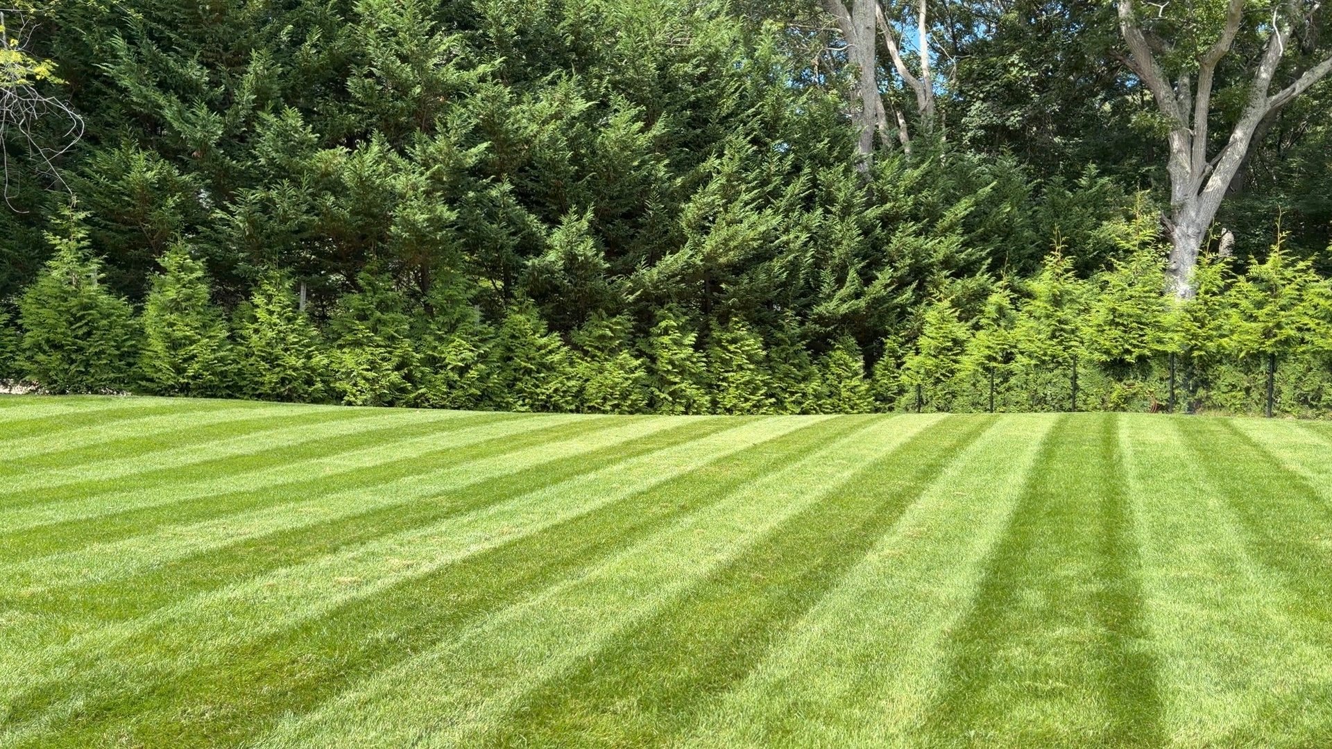 Neatly striped green lawn with alternating mowed patterns in front of dense forest trees