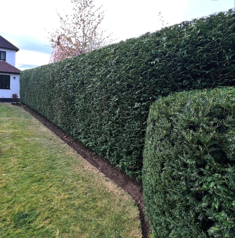 Tall evergreen hedges lining a residential property with manicured lawn and white house visible on the left