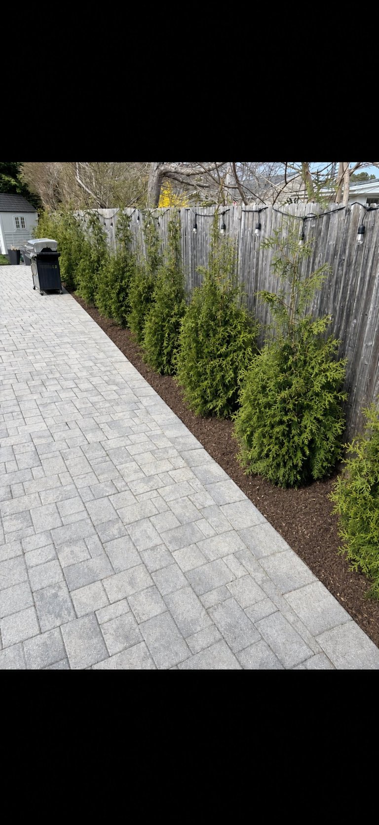 Residential driveway with paved walkway lined by tall green cypress shrubs against a weathered wooden fence