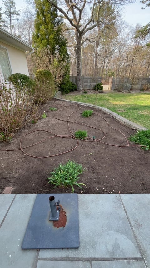 Backyard landscape with coiled garden hose on mulch bed, young plants, tall tree, and wooden fence in background