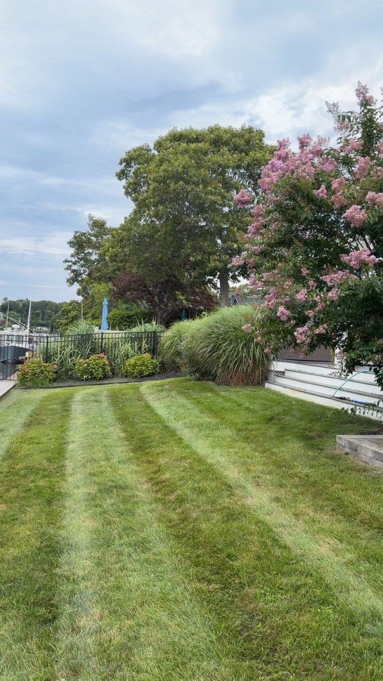 Manicured lawn with diagonal mowing stripes, flowering pink trees, and green landscaping under cloudy sky