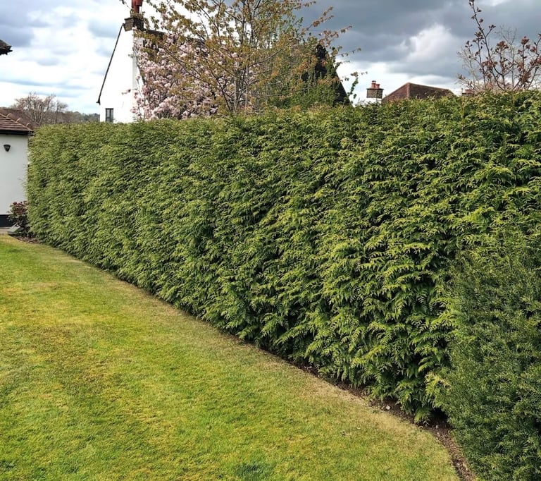 Tall green hedge bordering a manicured lawn in a residential garden with houses visible in the background