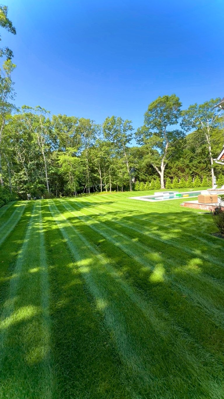 Manicured lawn with mowed striped pattern, surrounded by tall trees and pool area under clear blue sky