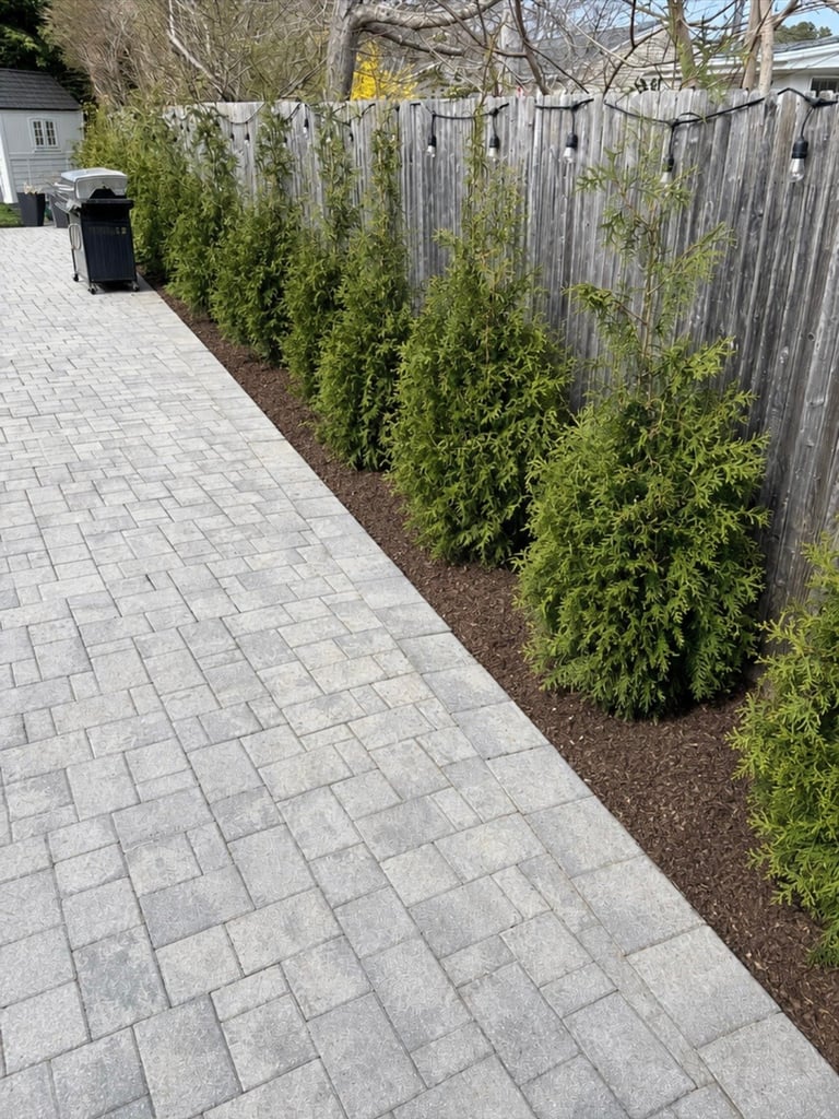 Paved driveway with a row of green columnar evergreen trees planted along a weathered wooden fence
