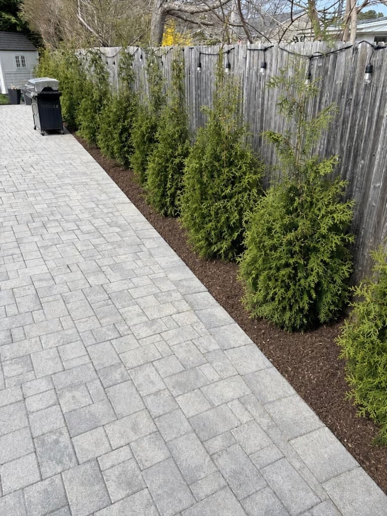 Paved driveway with row of green evergreen shrubs along wooden fence in residential yard