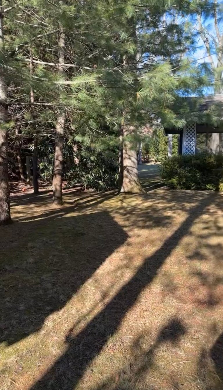 Shaded backyard with tall pine trees, dappled sunlight on ground, house visible in background